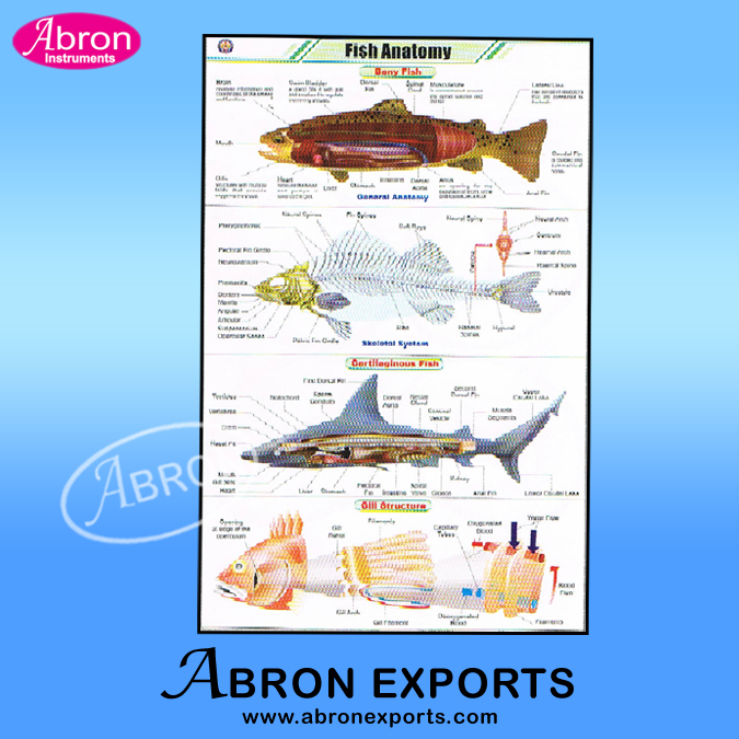 Chart Synthetic Paper Fish Pisces with Rollers Set of 20  size 75x100cm ( 30x40inch) Abron ACPF-20K    