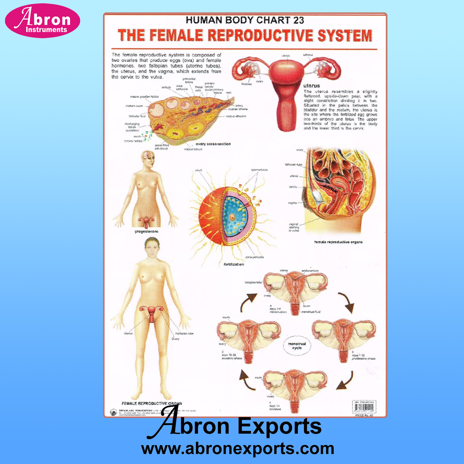 Chart Synthetic Paper Human Embryology Female Reproductive, Genital Urino, Endocrine Embryology Systems Set of 4 Size 75x100cm 30x40inch with Roller Abron ACPHK02