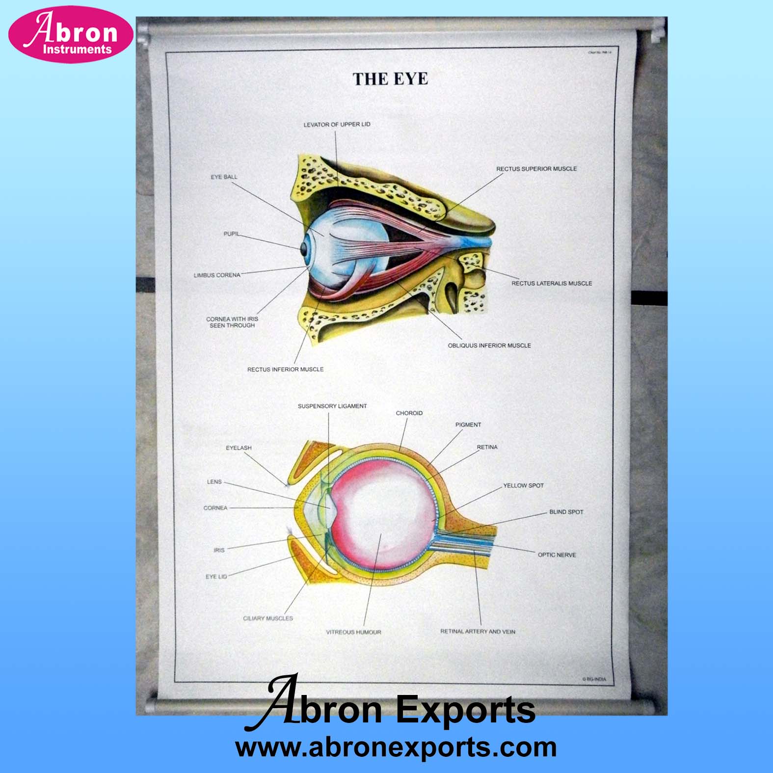 Chart Synthetic Paper  with roller Human Systems Circulatory Digestive Nervous Skeleton Endocrine Eye Brain Heart Teeth Etc Set of 40  size 75x100cm ( 30x40inch) Abron ACPH-40K    