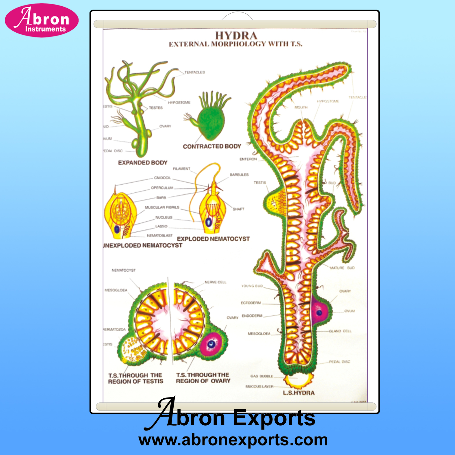 Chart Synthetic Paper Zoology different Animals Hydra Ascasic Earthworm Cockroach with Roller set of 30  size 75x100cm ( 30x40inch) Abron ACPZ-40K    
