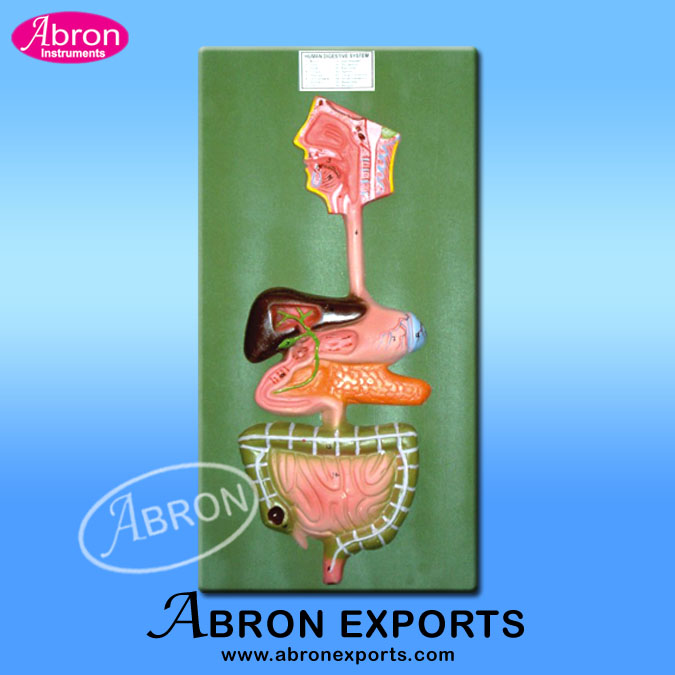 Model Human Digestive system with all parts mouth to rectum with  key card and small part openable