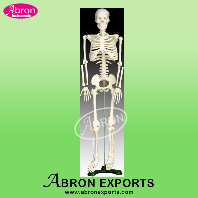 Model Human Skeleton Medium  Tall 85 cm Human Model Nursing and medical Model  Demo Use High Quality Medical Pharmacy Nursing College AB-131X102 Like XC-102