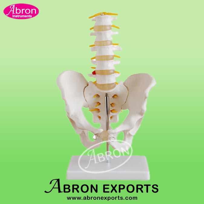 Model Human Skeleton Pelvis with 5 pcs lumbar vertebrae life size Human Mode Nursing and Medical Model  Demo Use High Quality Medical Pharmacy Nursing College AB-131X115 Like XC-115