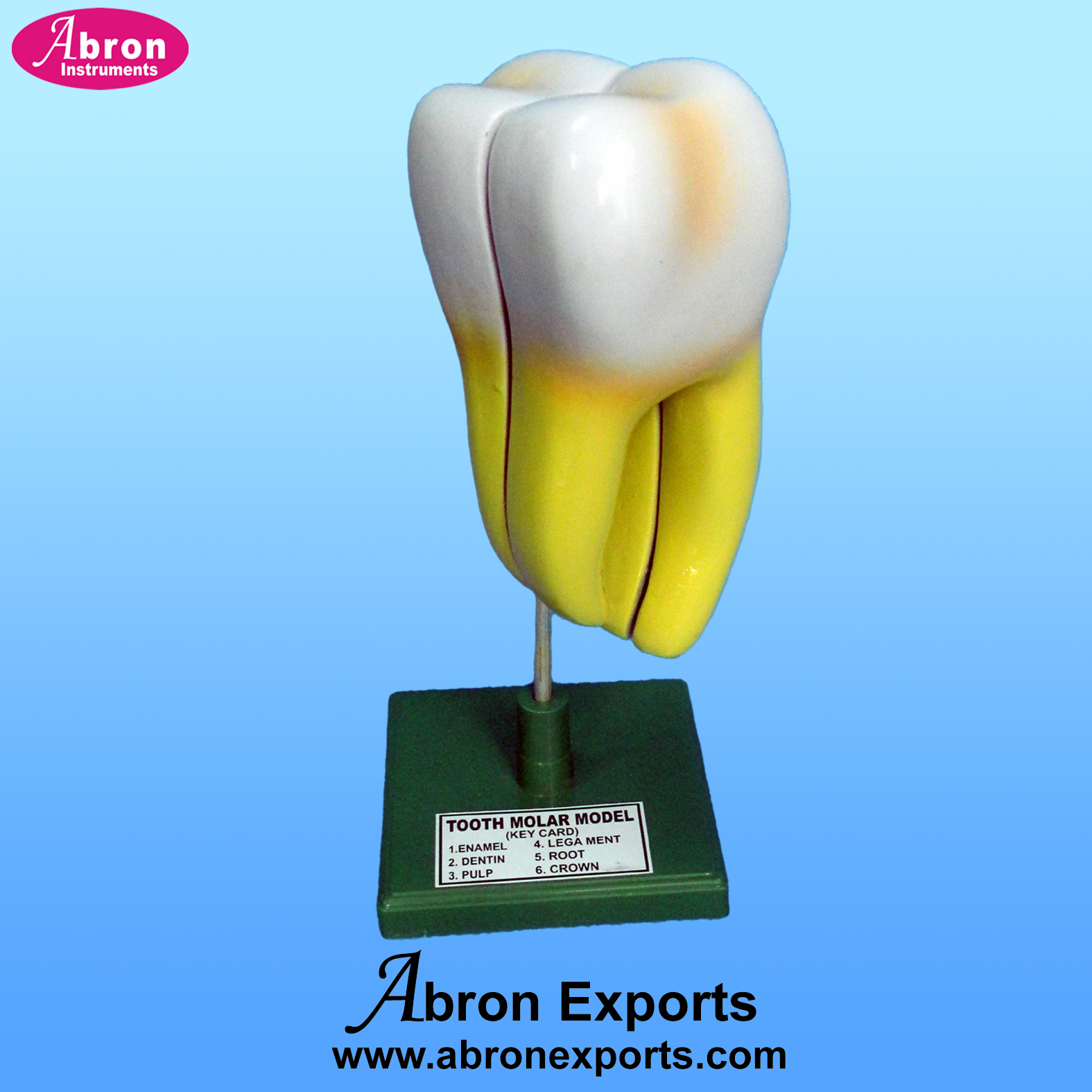 Model fiber tooth molar dissectable showing inner structure model abron AB-131m 