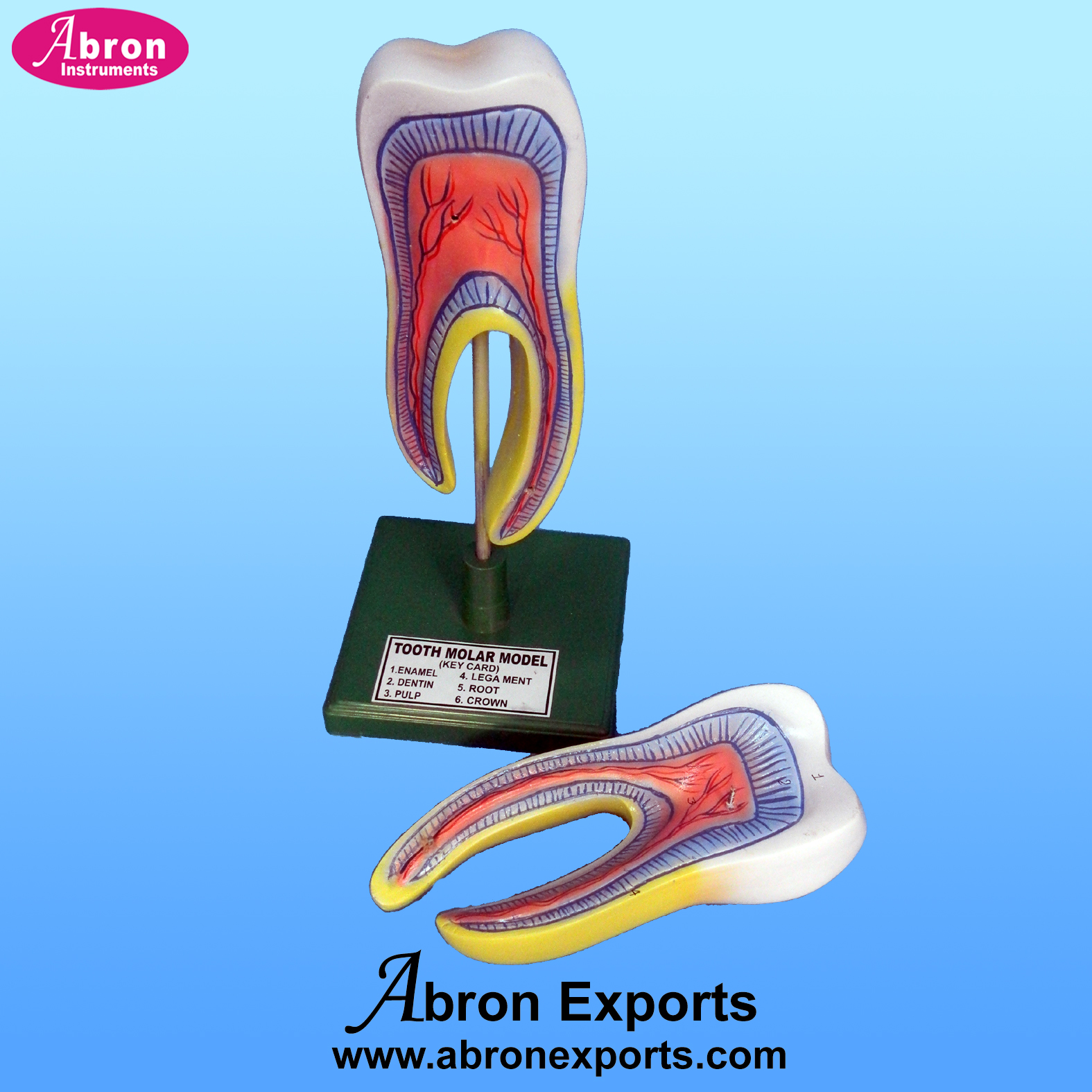 Model fiber tooth molar dissectable internal parts model abron AB-131t 