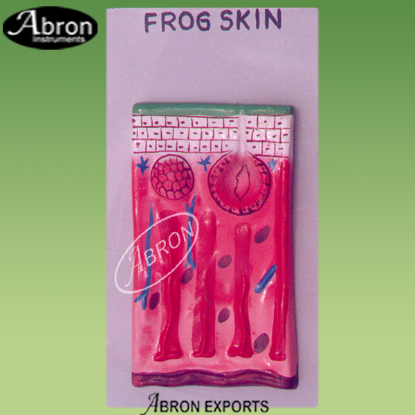 Model zoology Frog Skin VS on board  AB-150B