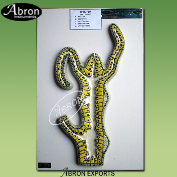 Model Zoology Hydra on board