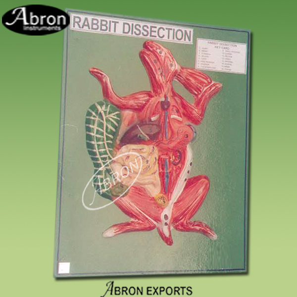 Model Zoology  Rabbit Dissected System AB-162B