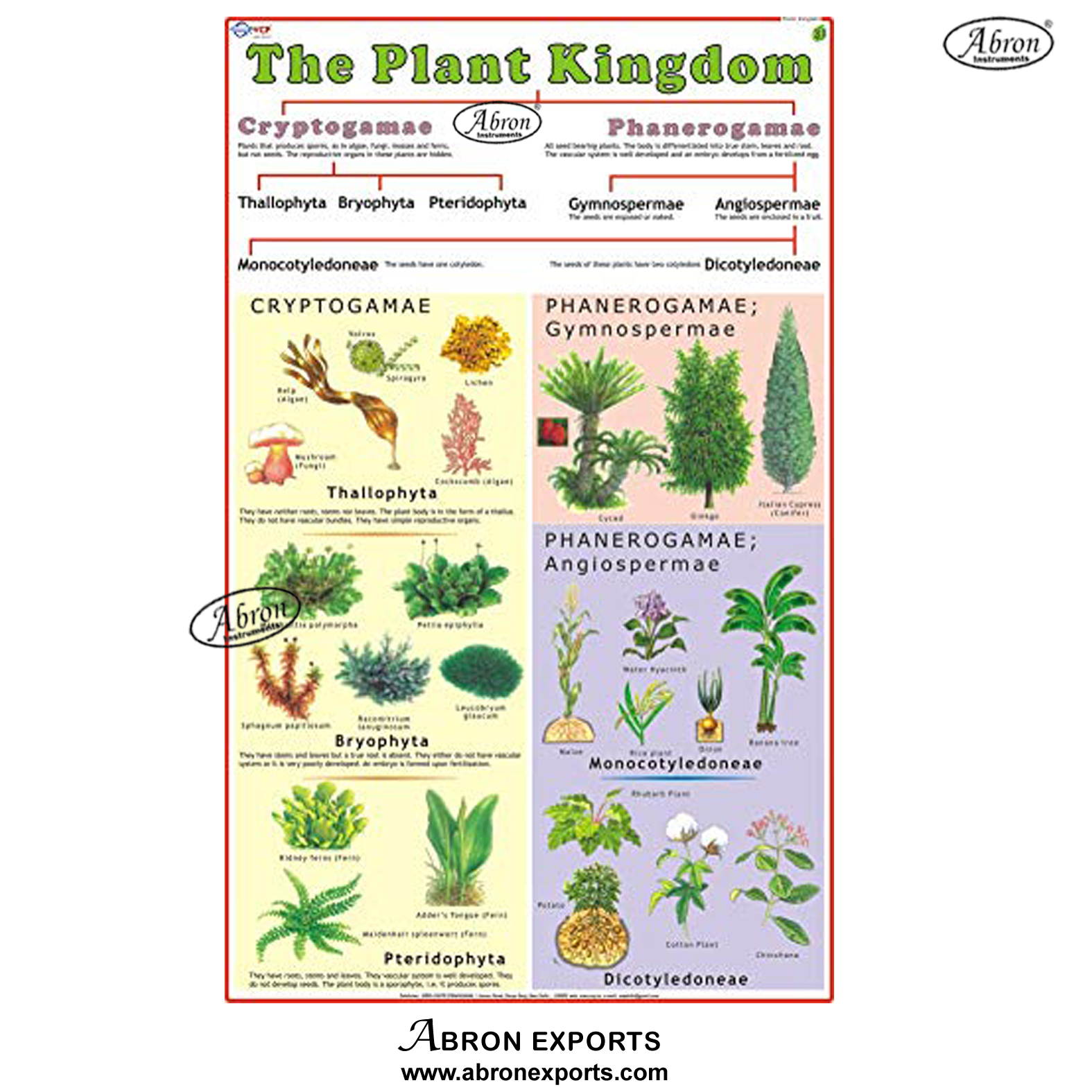 Chart paper laminated with roller plant kingdom abron AB-203CPL01