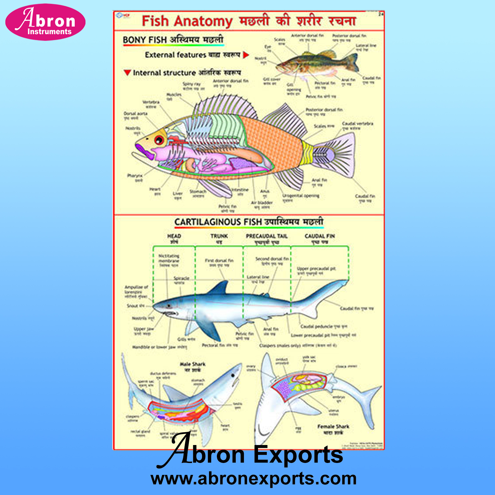Chart Synthetic Paper Zoology Scoliodon Pisces etc Charts set of 20 75 x 100 cms with Roller Abron  ACPZ-20K