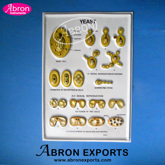 Model Yeast Plastic 3d sheet 25x35cm in frame