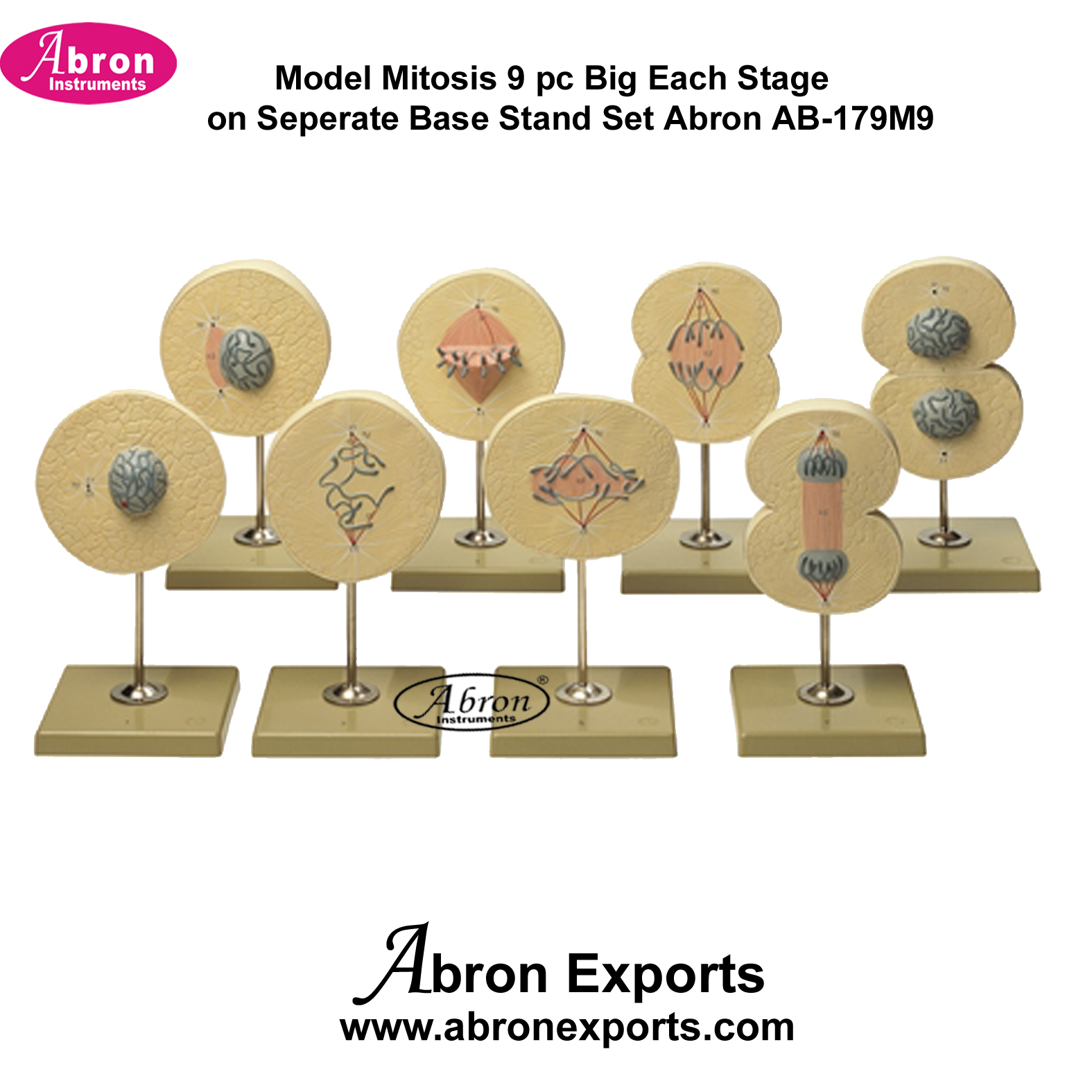 Model Mitosis 9 pc Big Each Stage on Seperate Base Stand Set Abron AB ...
