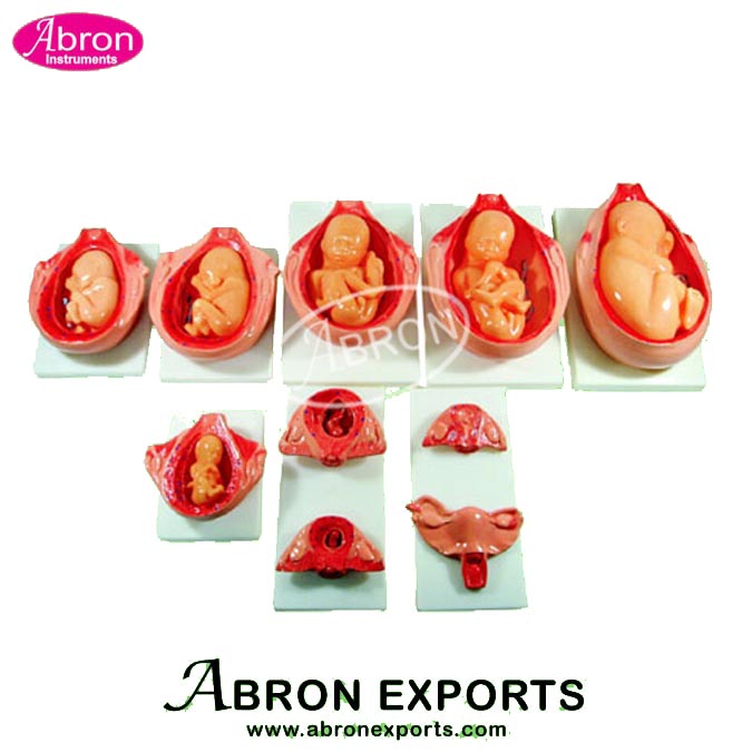 Model Human Development Process for Fetus Human Model Nursing and ...