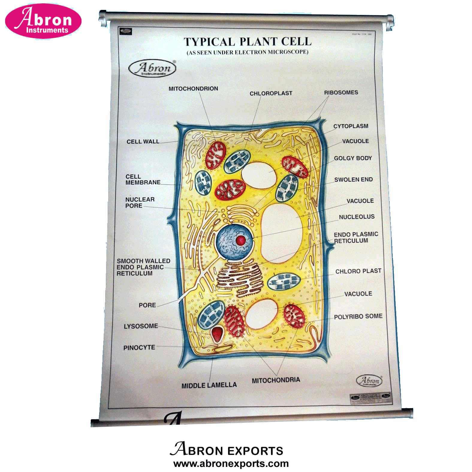 Charts Synthetic Paper With Roller Botany Typical Plant Cell Ultra